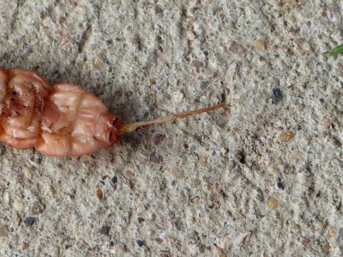 Réf. 180 851 : Cossus cossus
